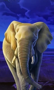 African Elephant